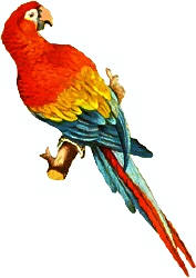 Macaw+parrot+clipart